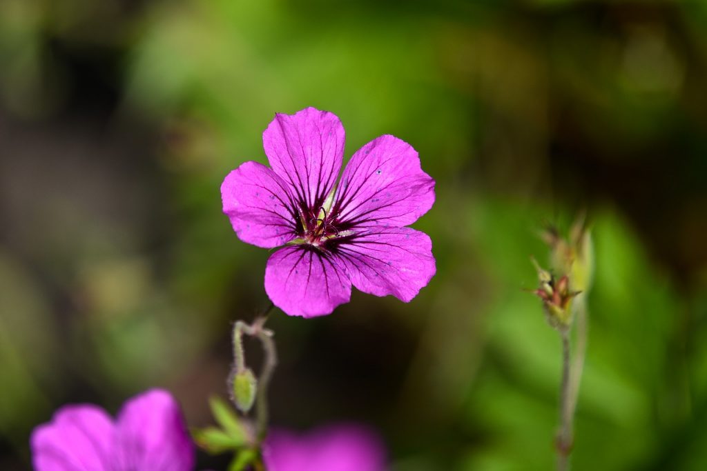 Pelargonium mosquito fighters- co to jest?